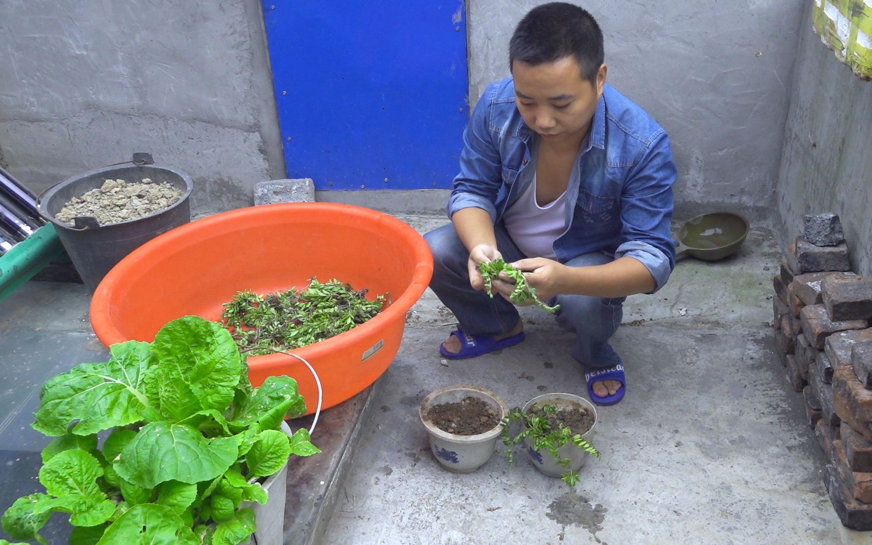 垂盆草盆栽原来这么简单,一点泥土和水就能存活哔哩哔哩bilibili