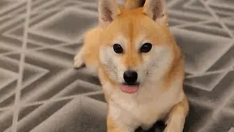 アブ生活搬运 熱中症対策に超簡単犬用クールネックを作ってみた 哔哩哔哩 Bilibili