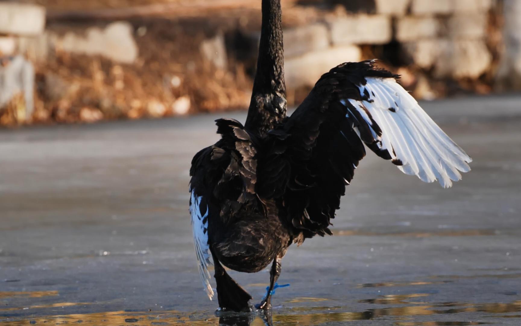 【黑天鹅】美人鹅本来翅膀一天天好转,想不到鹅在湖里游,祸从天上来