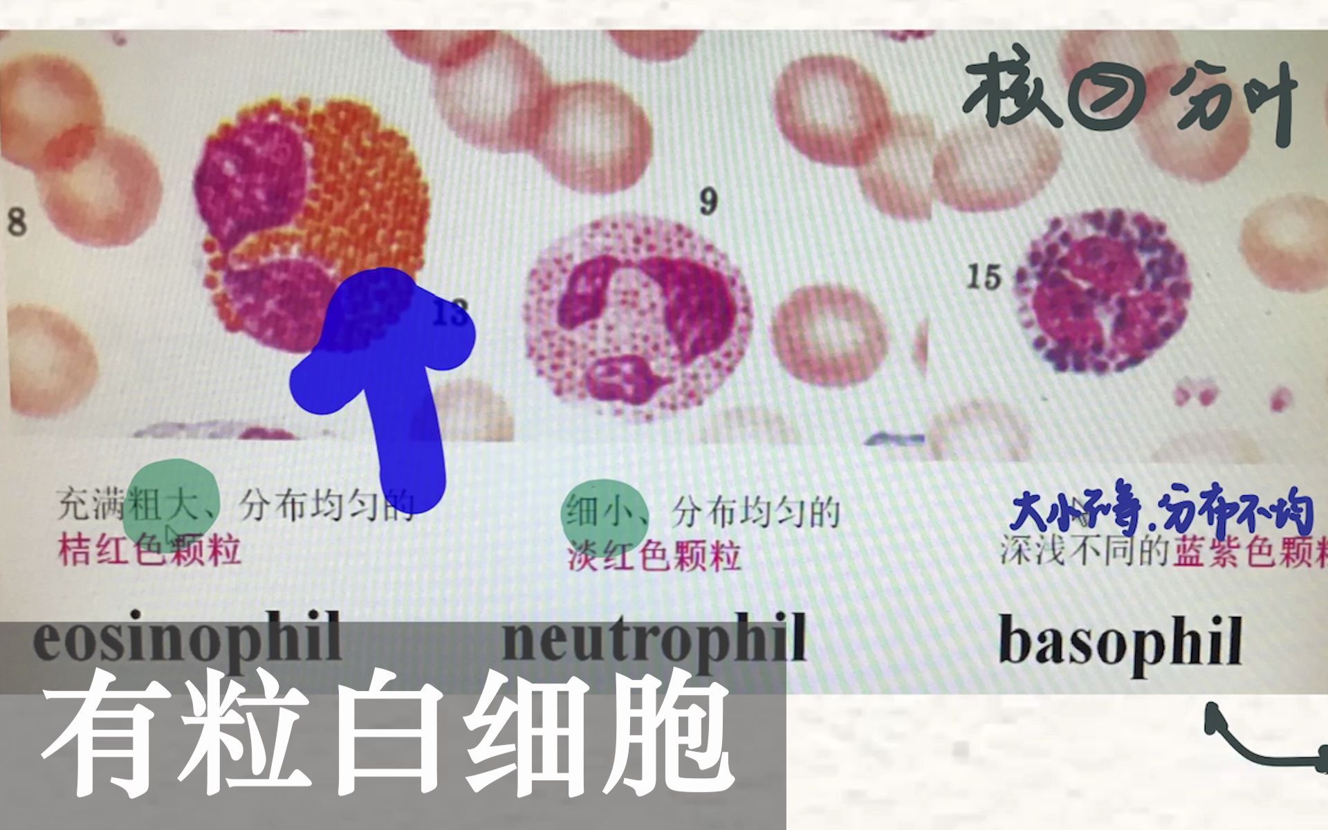 [图]【图解组胚】血细胞的玻片观察：血浆和血清，傻傻分不清？嗜酸嗜碱中性粒细胞，他们长啥样？