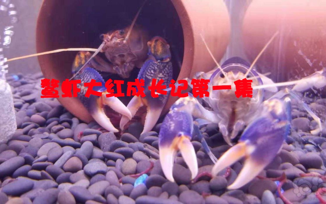 水族系列之鳌虾篇ep1入坑进行中哔哩哔哩bilibili