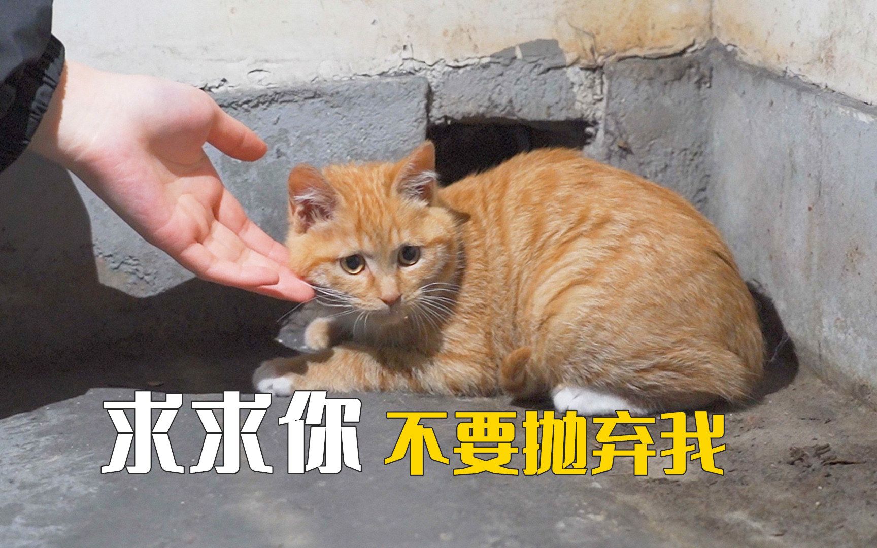 我把2个月前捡到的小奶猫,弃养了???-萌猫宝哥哥-萌猫宝哥哥-哔哩哔哩视频
