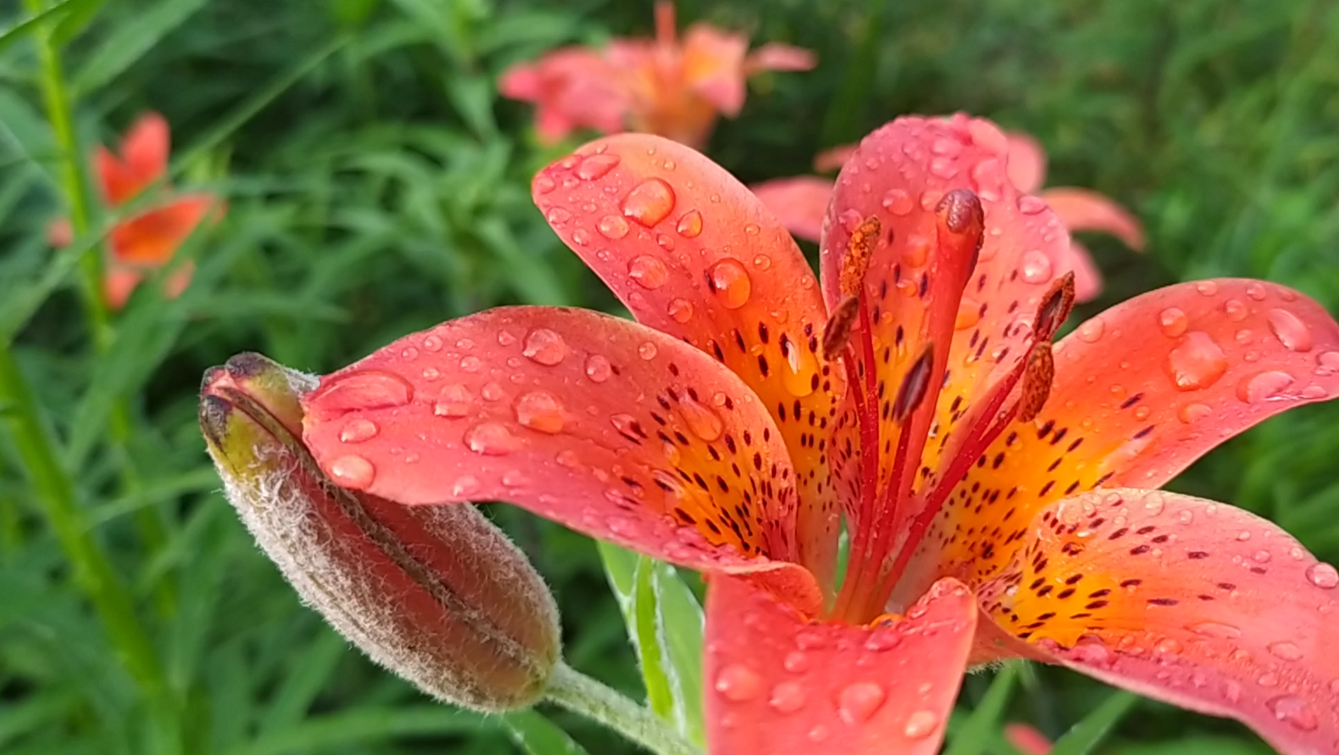 雨中百合花