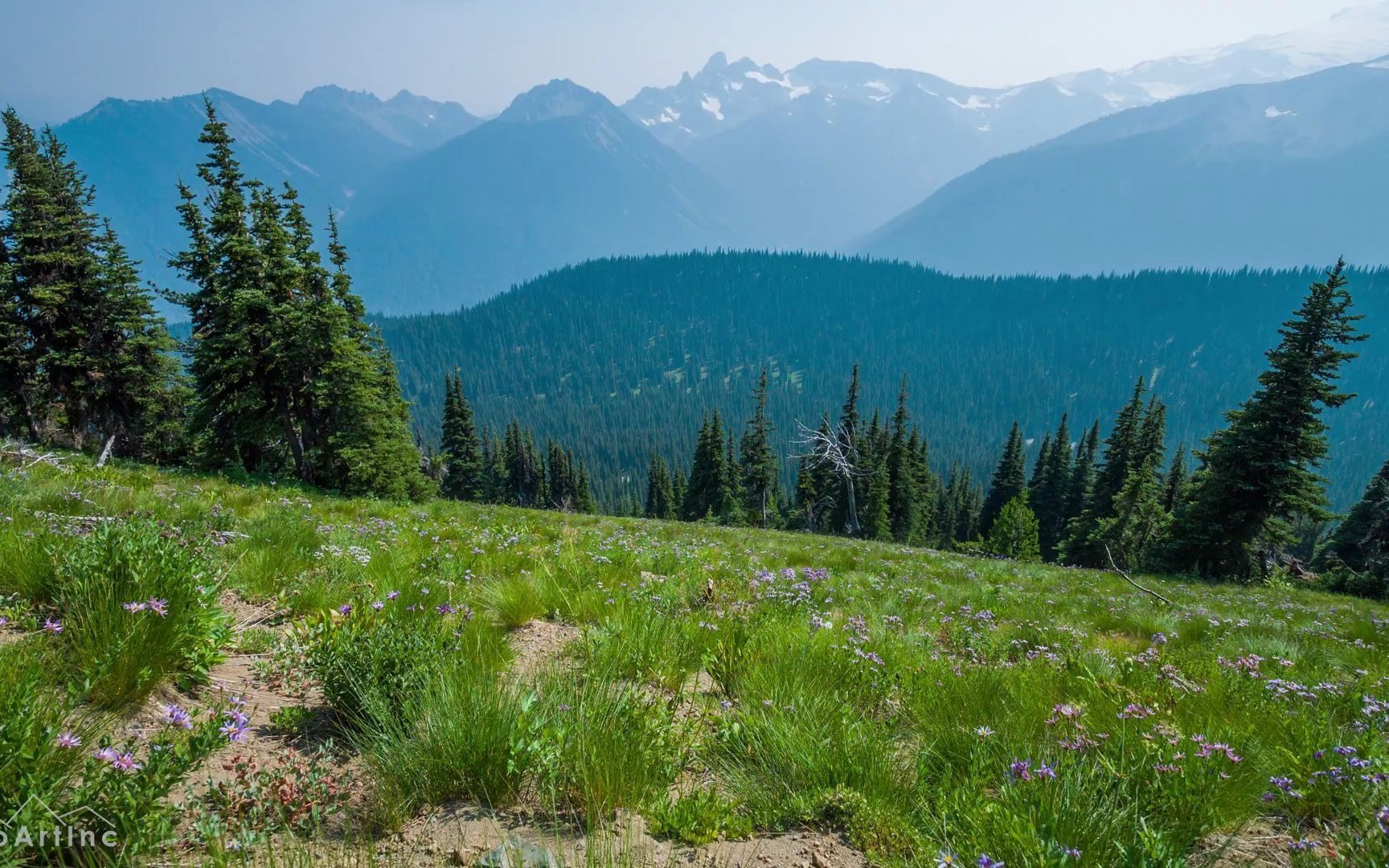 雷尼尔山国家公园自然野花风景鸟蟋蟀叫声