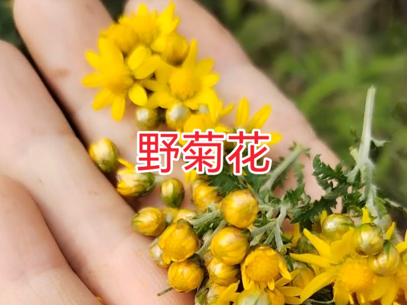 野菊花开了哔哩哔哩bilibili