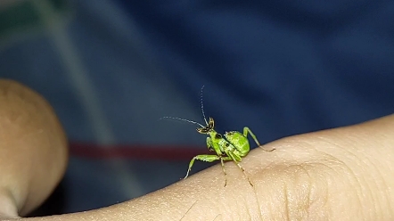 野采竹节虫 螳螂接各种野采预定