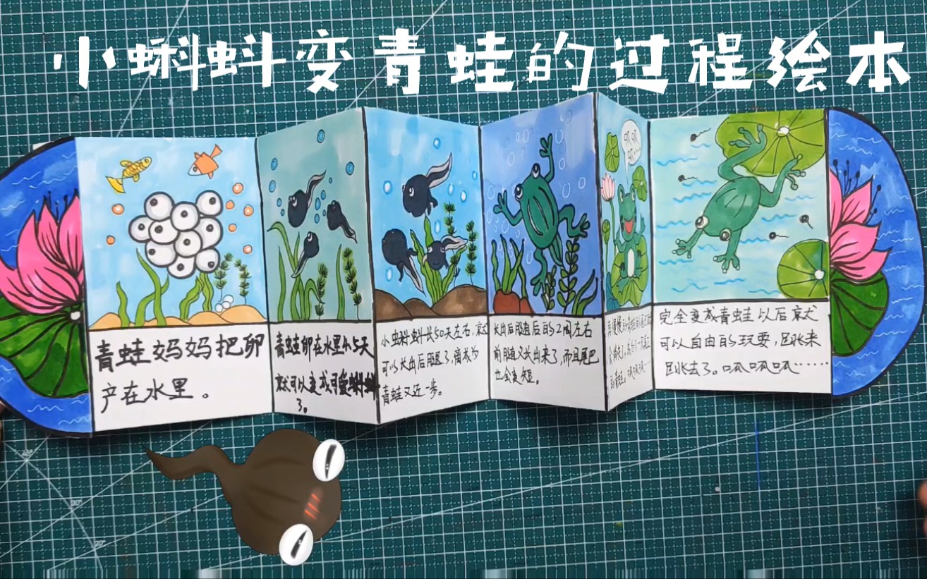 小蝌蚪的成长一简单绘本讲述小蝌蚪变青蛙让孩子了解小蝌蚪是怎么变成