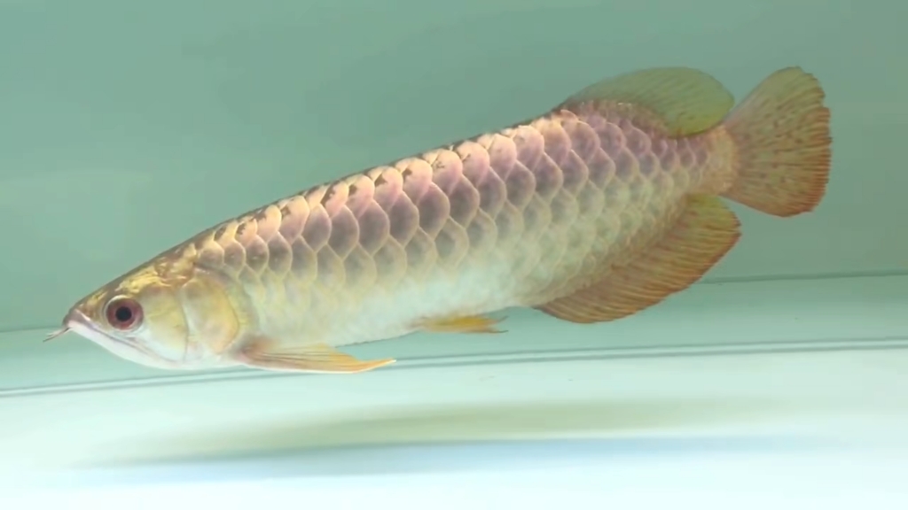 30厘米金头过背金龙鱼满珠鳞2888米