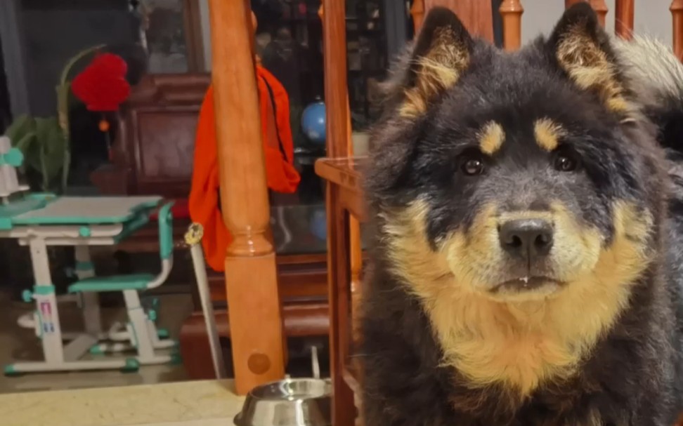 廣東熊狗,擁有兩千多年曆史文化的犬種