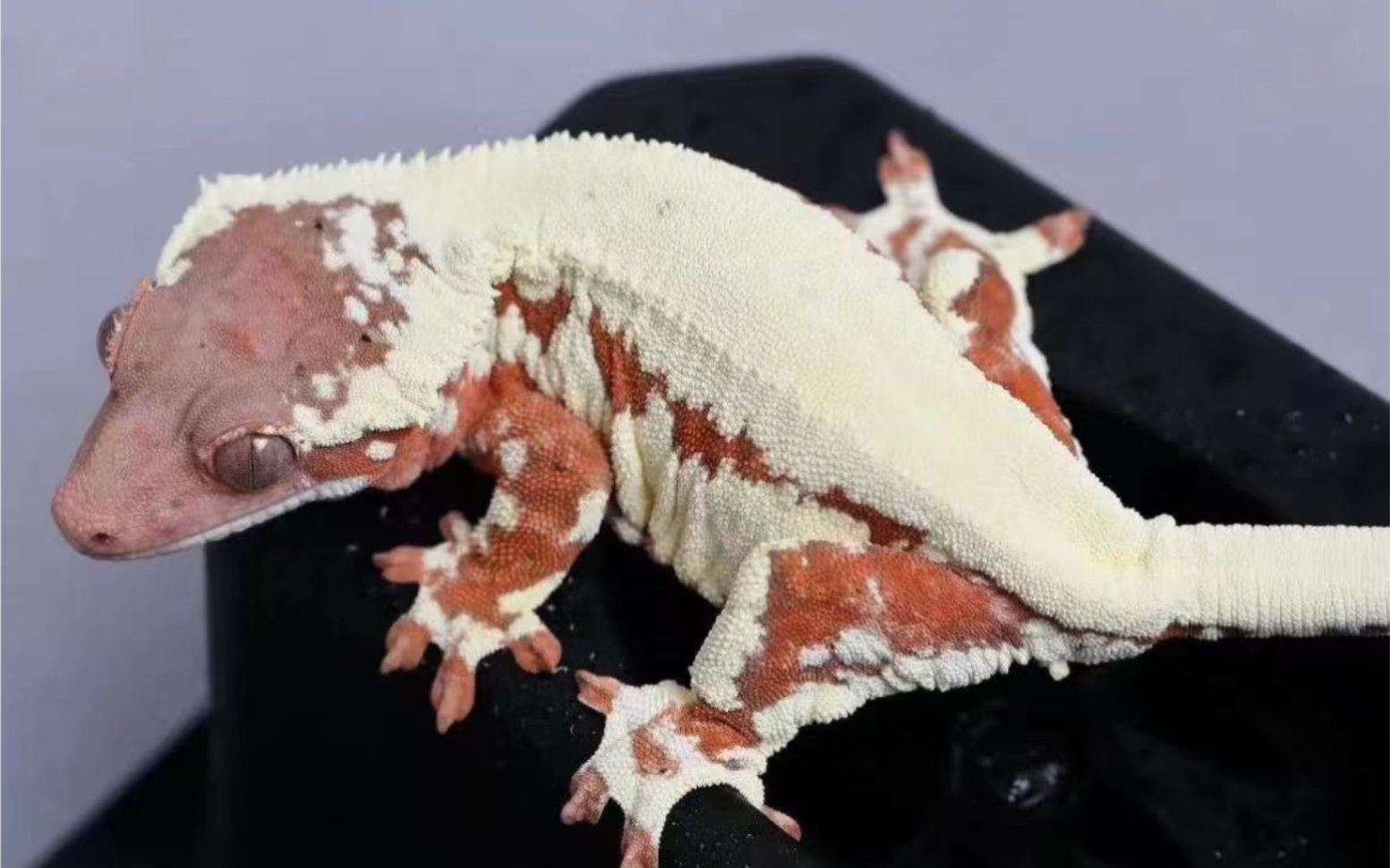 各种顶级白系睫角守宫(丽丽白 法布奇诺)