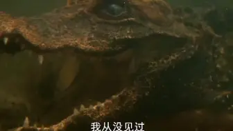 羊跳上船的一刹那太帅了，竟然完美的避开了栏杆，网友：这是高手
