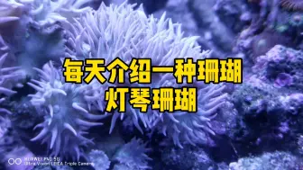 Download Video: 每天介绍一种珊瑚-灯琴珊瑚