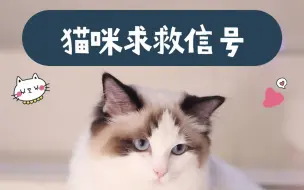 Download Video: 这些行为可能是猫咪正在向你求救，铲屎官一定要知道！