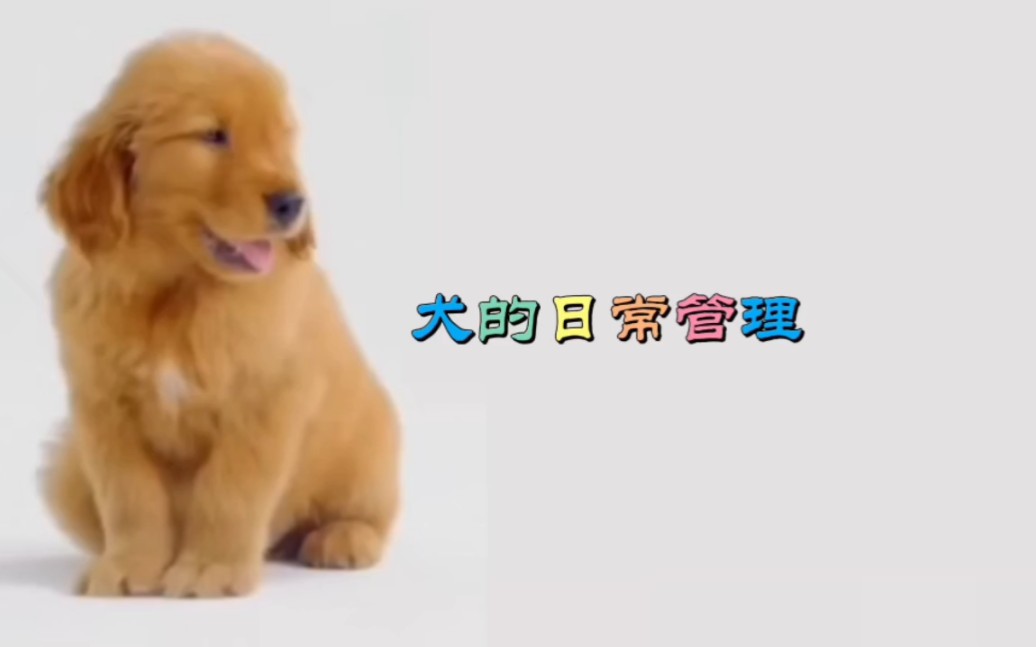 犬的常规管理哔哩哔哩bilibili