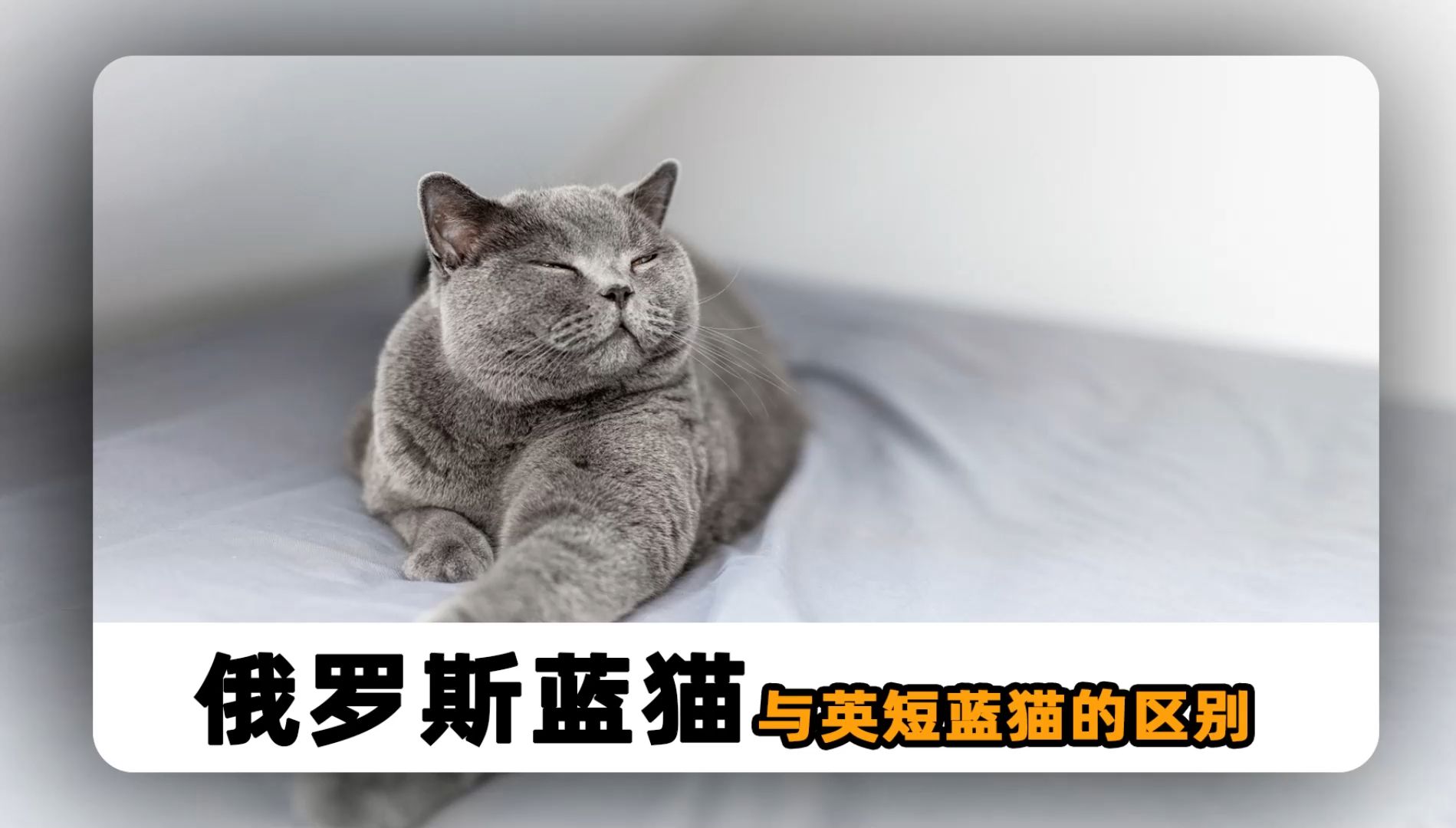 英短蓝猫和俄罗斯蓝猫,有什么区别?