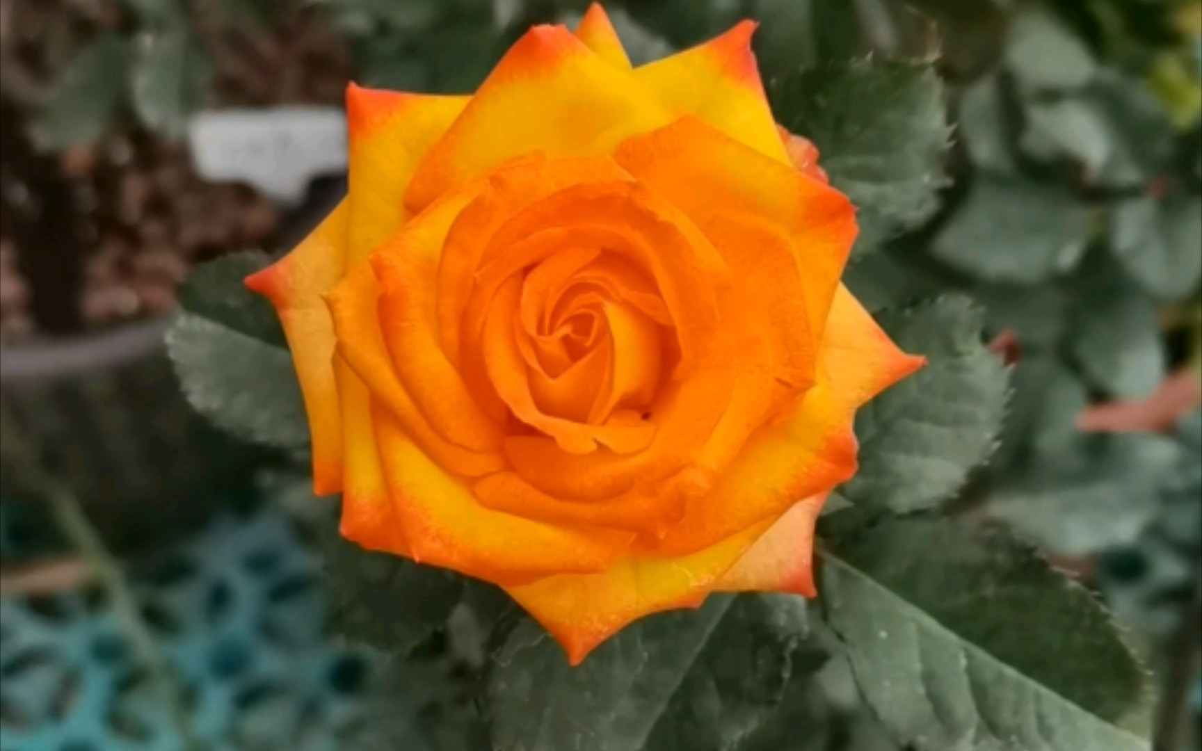 月季,眼线笔泡泡,多头微月