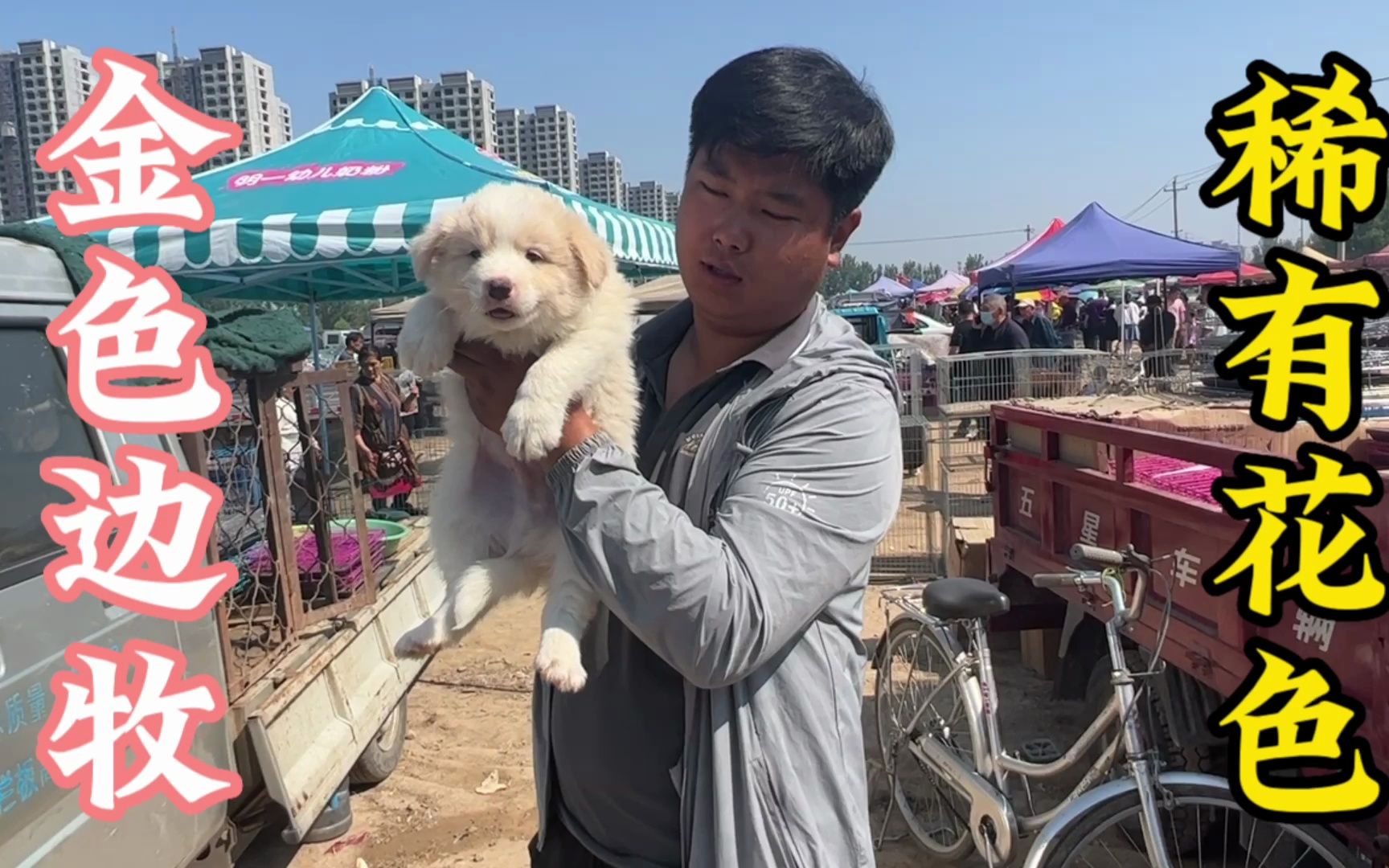 小六在狗市遇到“黄金色边牧”,这种品相一绝,肥嘟嘟的直接抢下哔哩哔哩bilibili