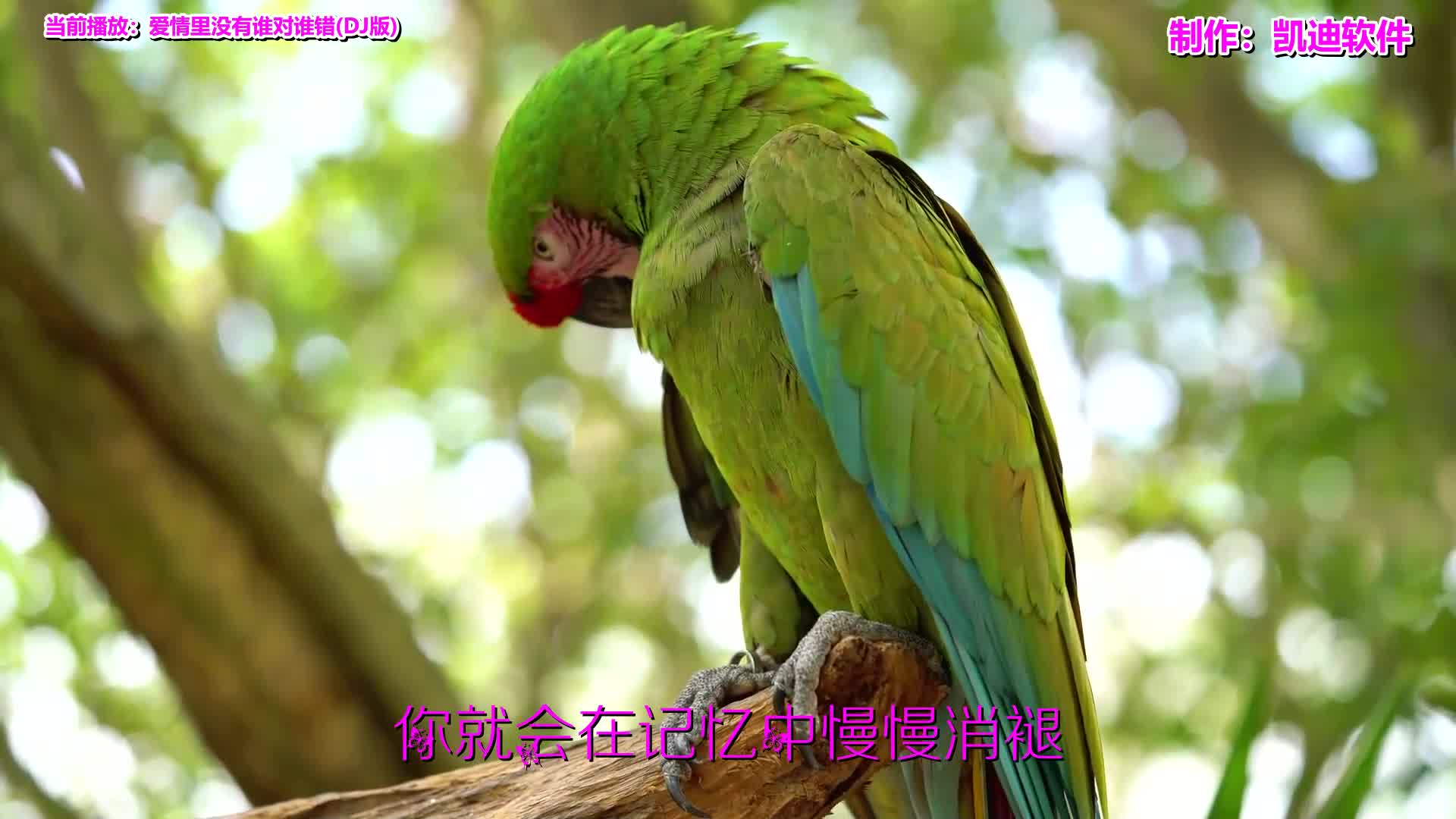 [图]《爱情里没有谁对谁错(DJ版)》欣赏，制作mv的手机软件