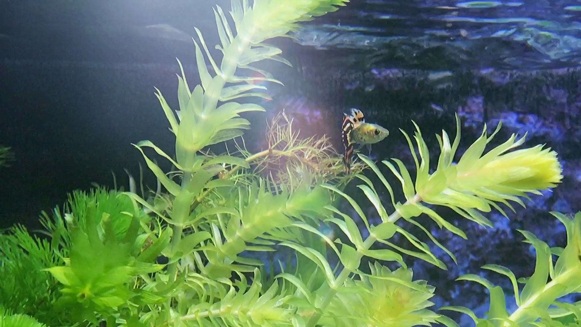 太阳神微博3399的微博_微博