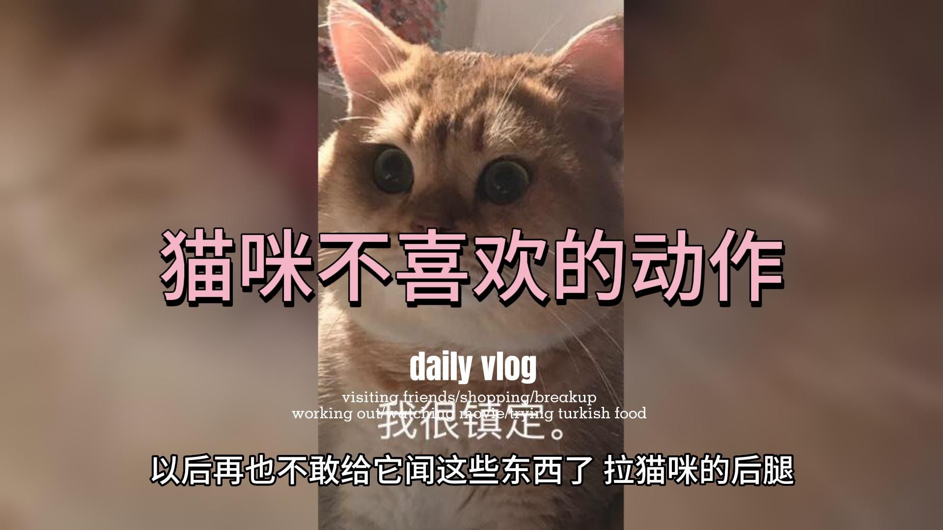 猫咪最讨厌主人做的几个小动作,你知道吗?哔哩哔哩bilibili