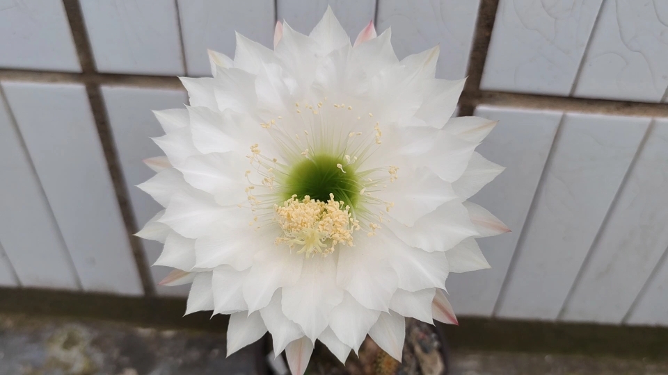 原创 毛花柱仙人球开花