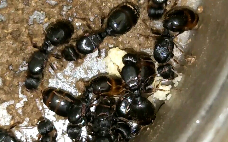 草地铺道蚁后群登场