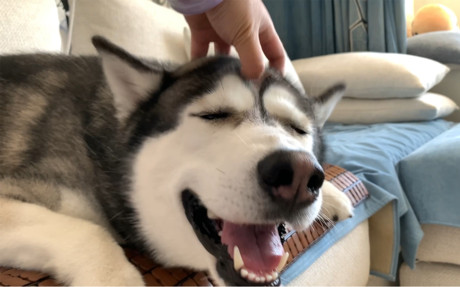 一个动作帅气小毛孩儿一秒变憨憨