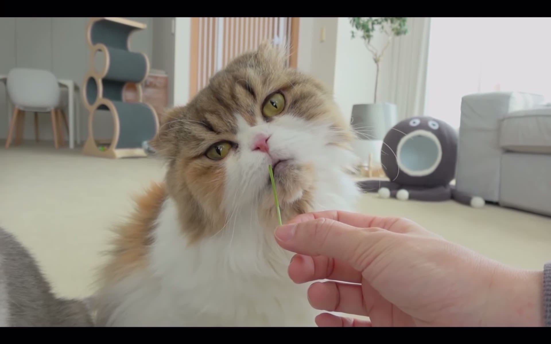 【creamheroes】奶油三姐妹同框