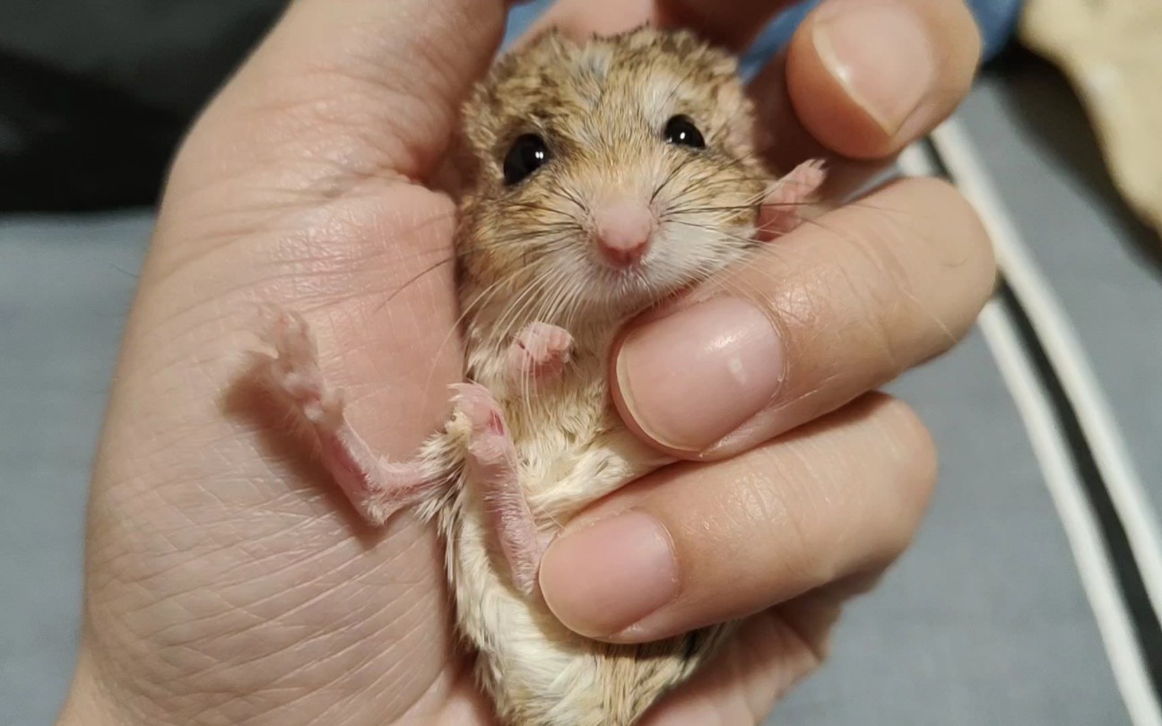 淘气的沙鼠宝宝