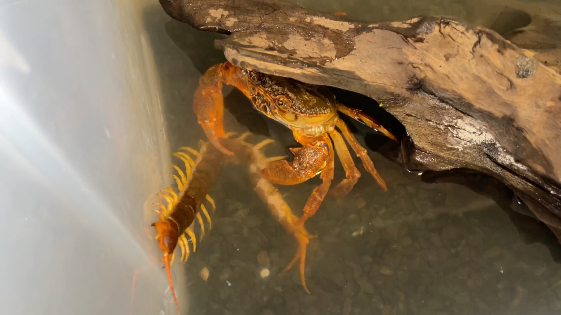 肛吻25cm的越南巨人蜈蚣在龙溪蟹钳间无助而绝望的蠕动