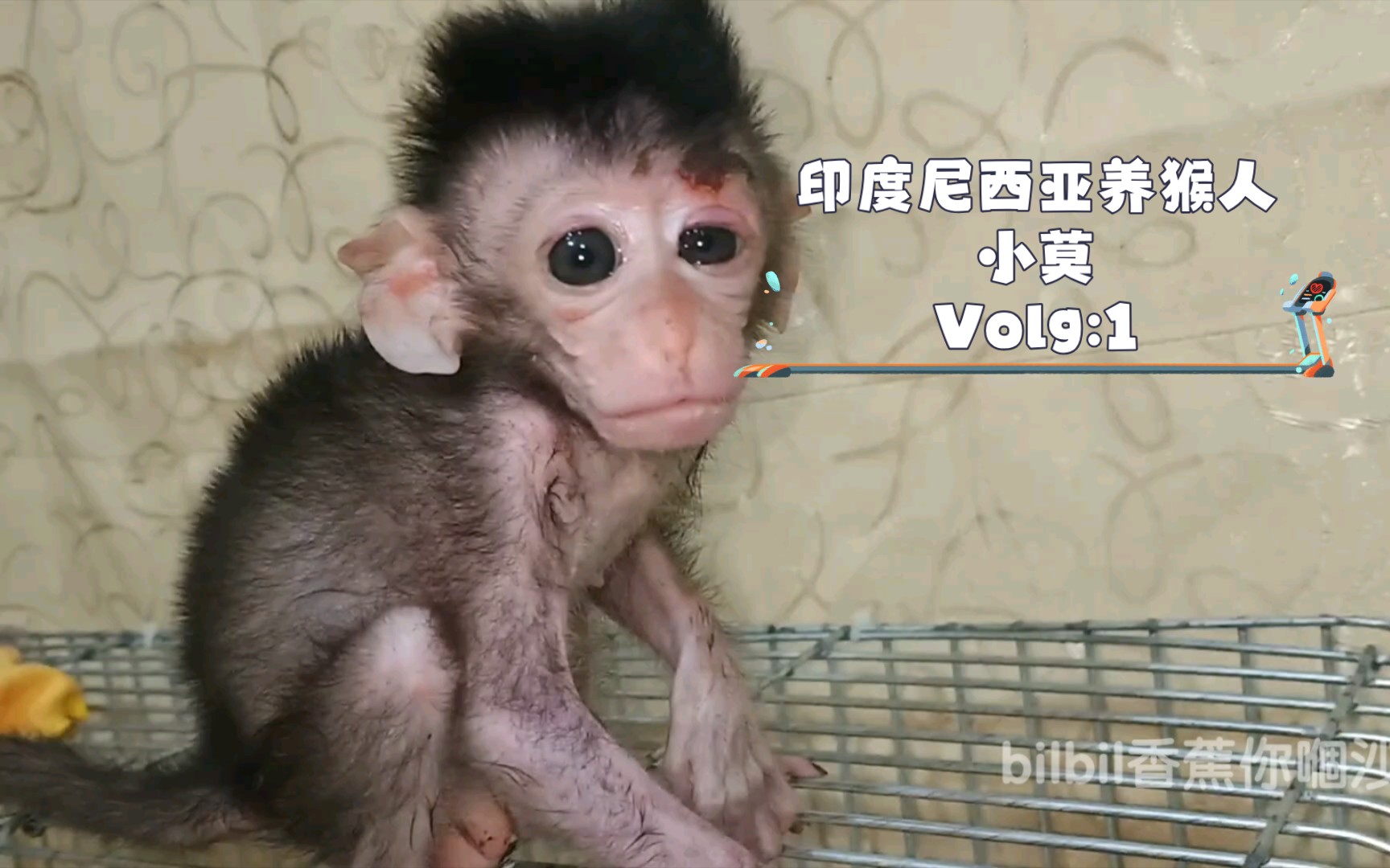 水房哥深夜前来探望爱猴，小猴子却嗤之以鼻，觉得水房哥又丑又吓人。