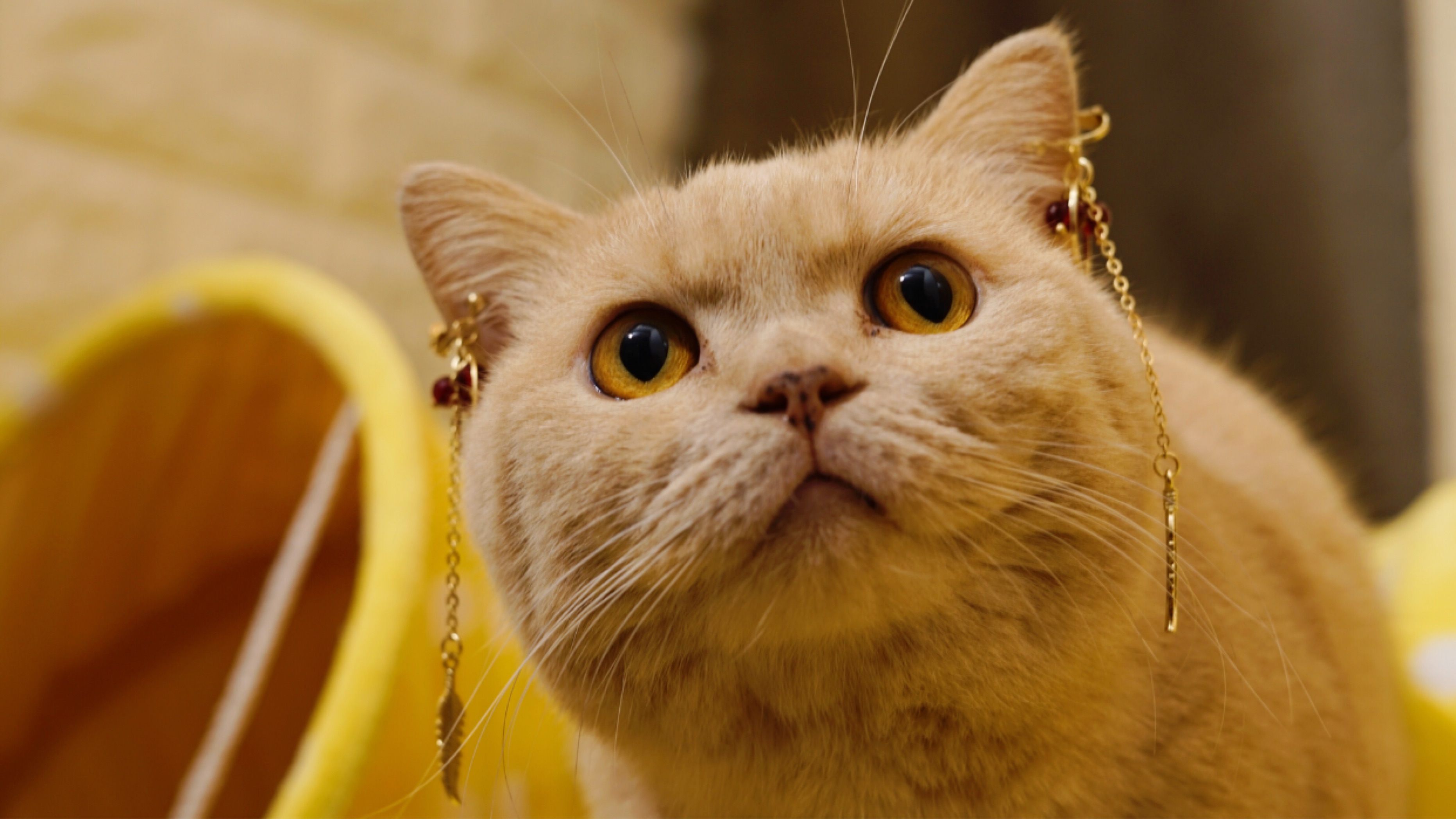 猫带上耳夹后是什么样子,时尚博主咖妃驾到