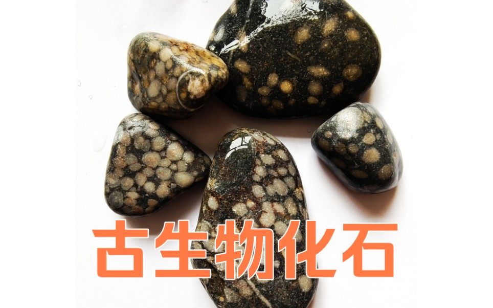 今天又捡到了一堆蜓科化石