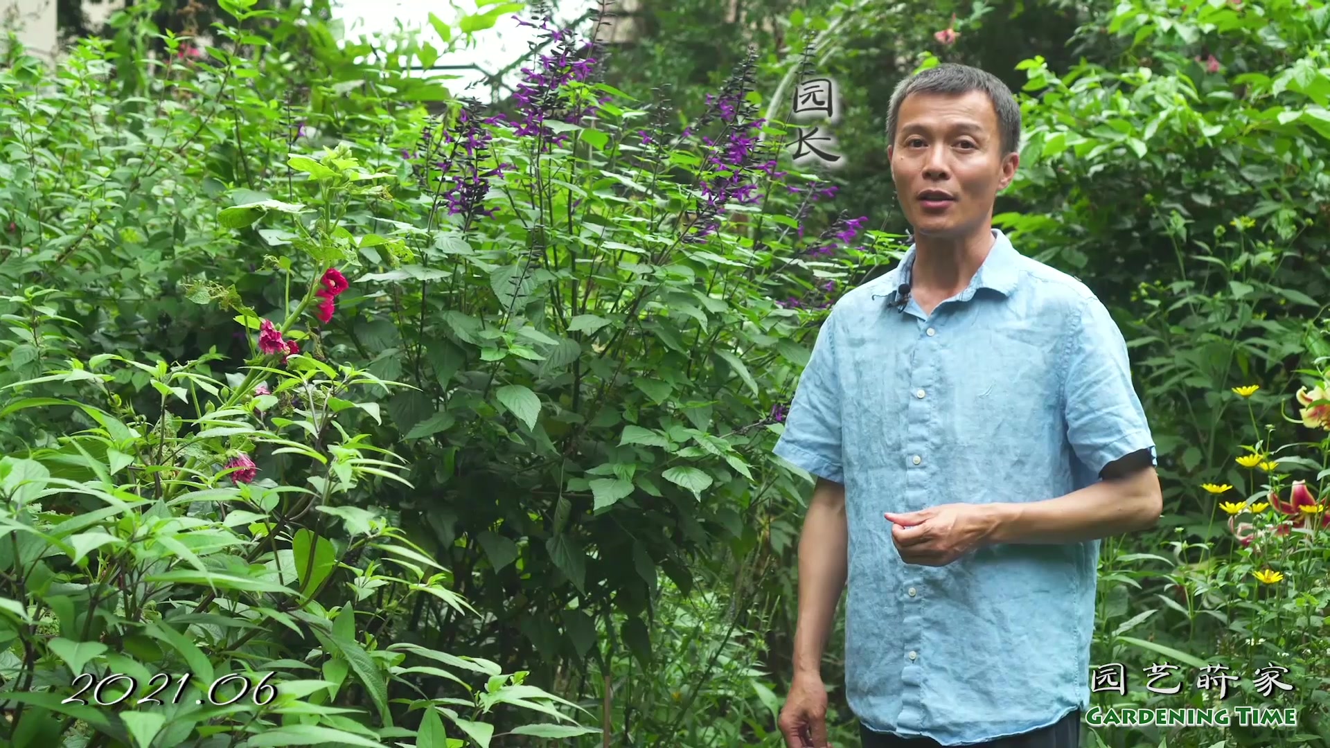 [图]园长介绍夏季的菊科植物【小时间，大园艺】