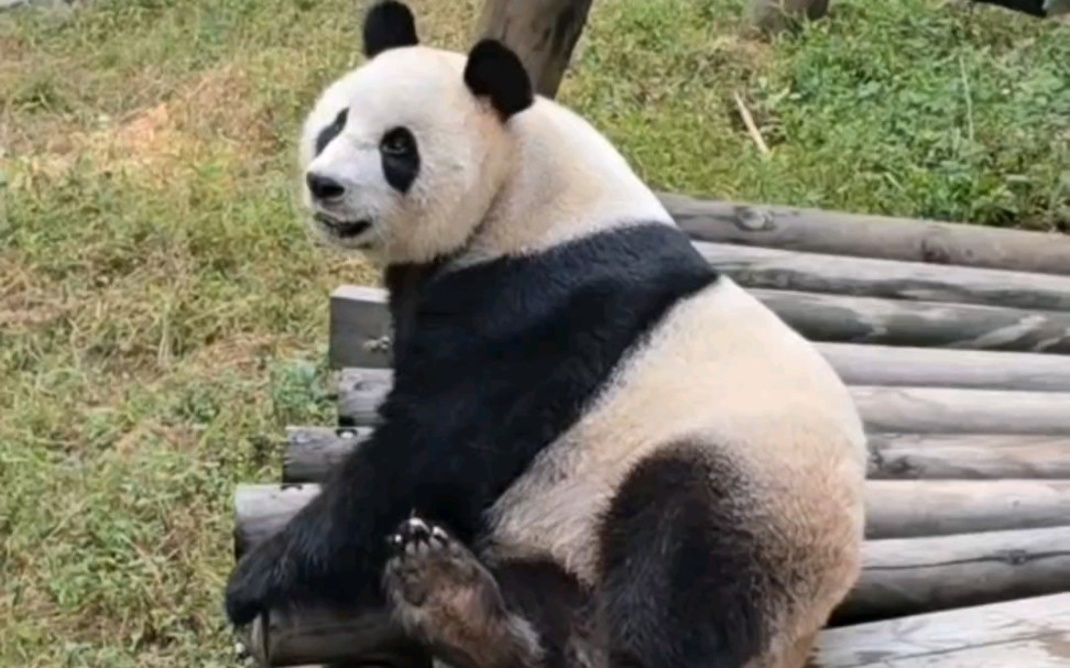 【大熊猫星安华丽】今天央视来拍摄超给面子的华师傅,大李奶爸夸奖华丽丽是撑场面女王,安胖社恐熊吃饱就趴架子上睡觉压根不理会这些.哔哩哔哩...