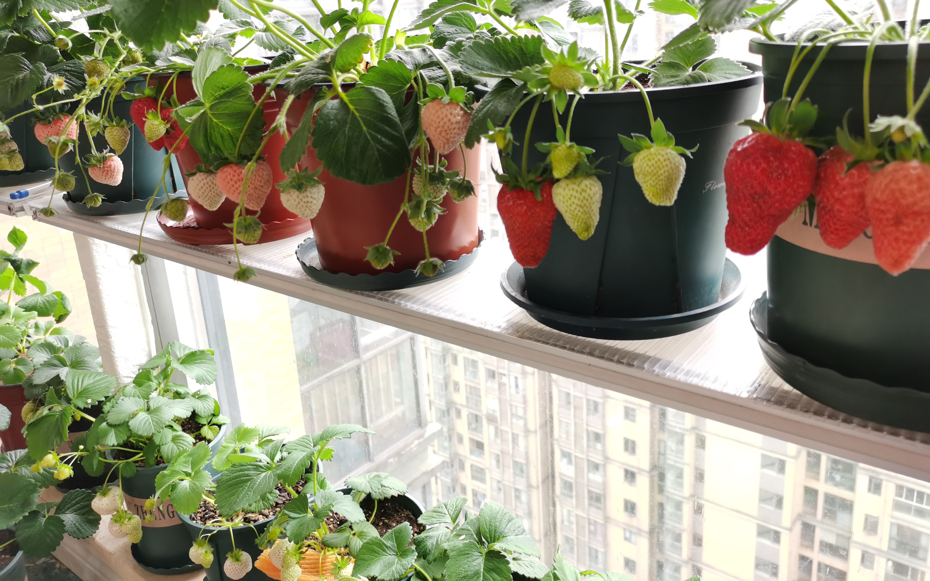 01种植日常-封闭阳台种草莓 桃熏 美白姬,天使ae,红颜_哔哩哔哩_bili