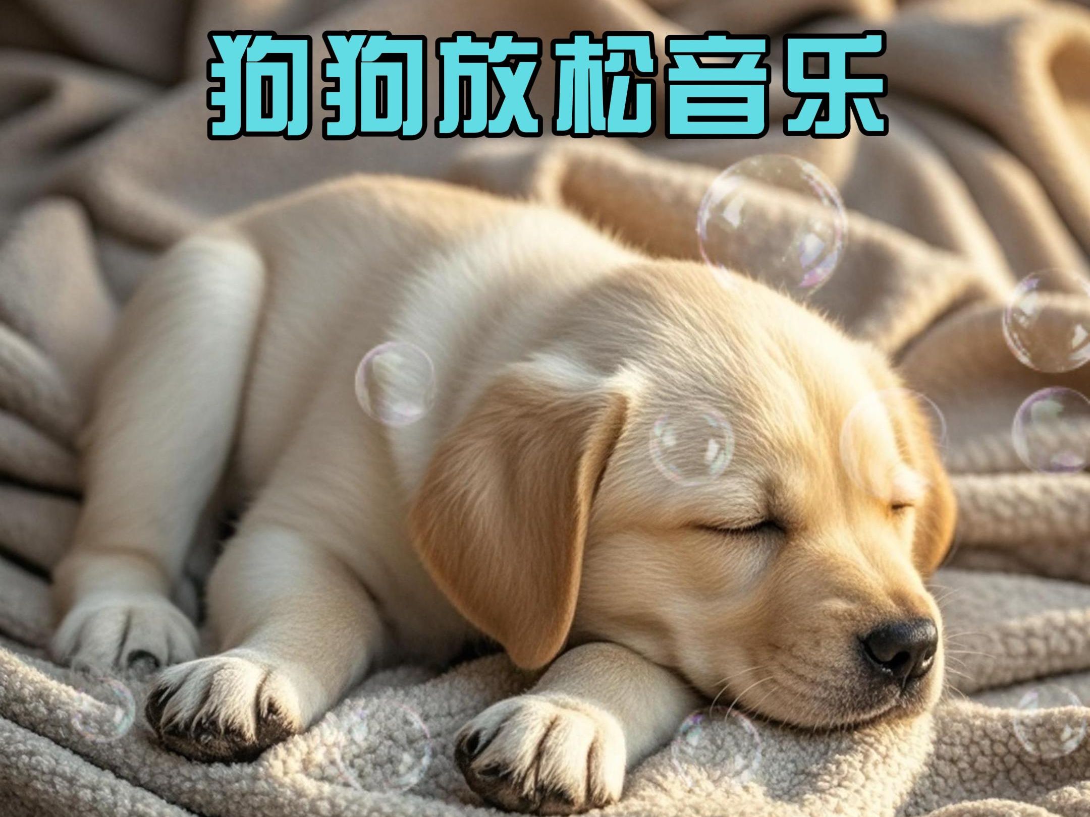 狗狗放松音乐
