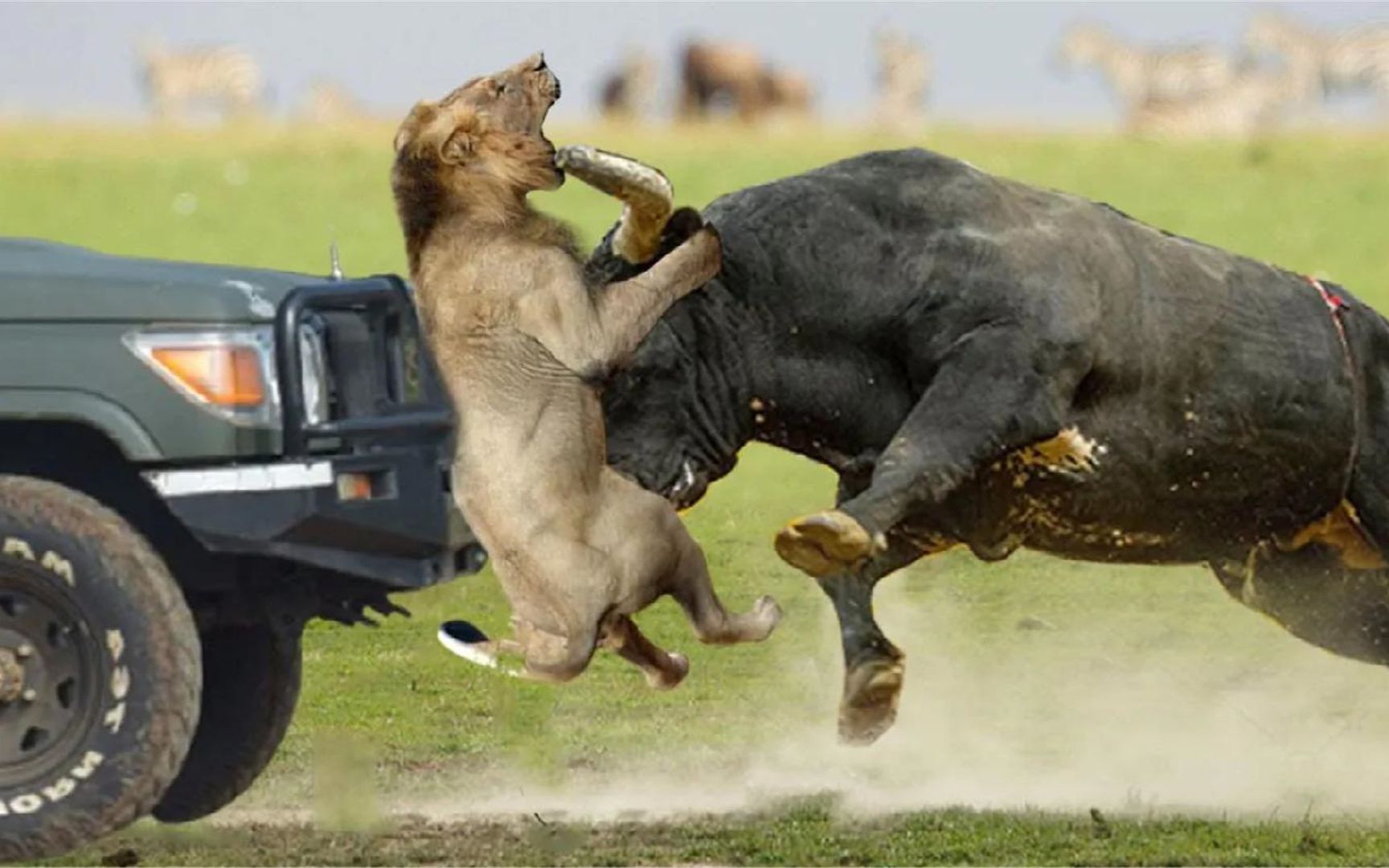 傲慢的狮子不断被愤怒的水牛袭击致死野生动物袭击