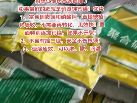 沙糖桔膨果进入最后时间段,如果你的果子在35以下,抓紧时间膨果了,沙糖桔9月底10月初将进入着色期!沙糖桔一旦进入着色期,膨果就慢了哔哩哔哩...