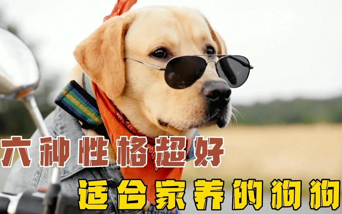 六种性格超级好,适合家养的大型犬.哔哩哔哩bilibili