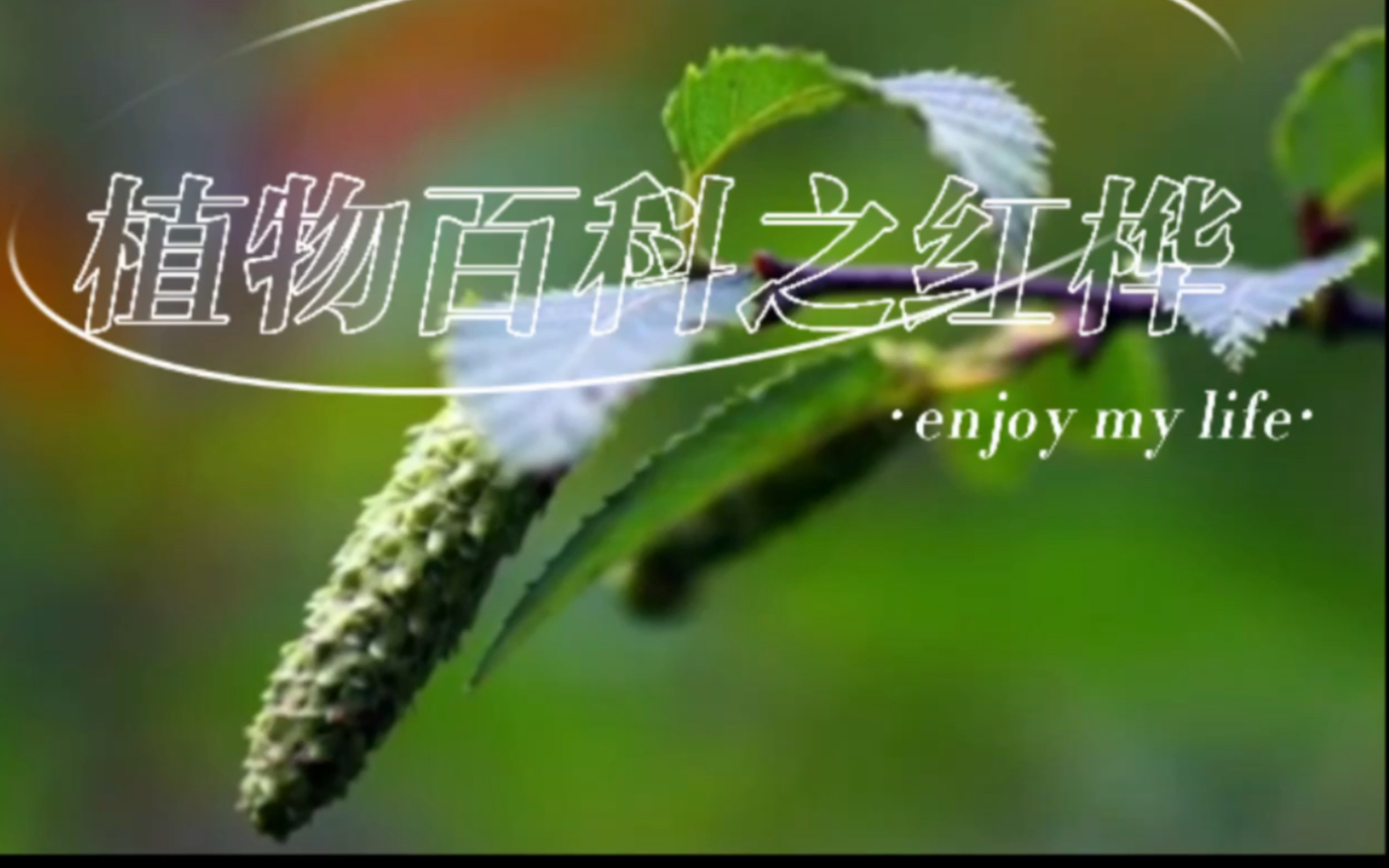 植物百科之红桦哔哩哔哩bilibili