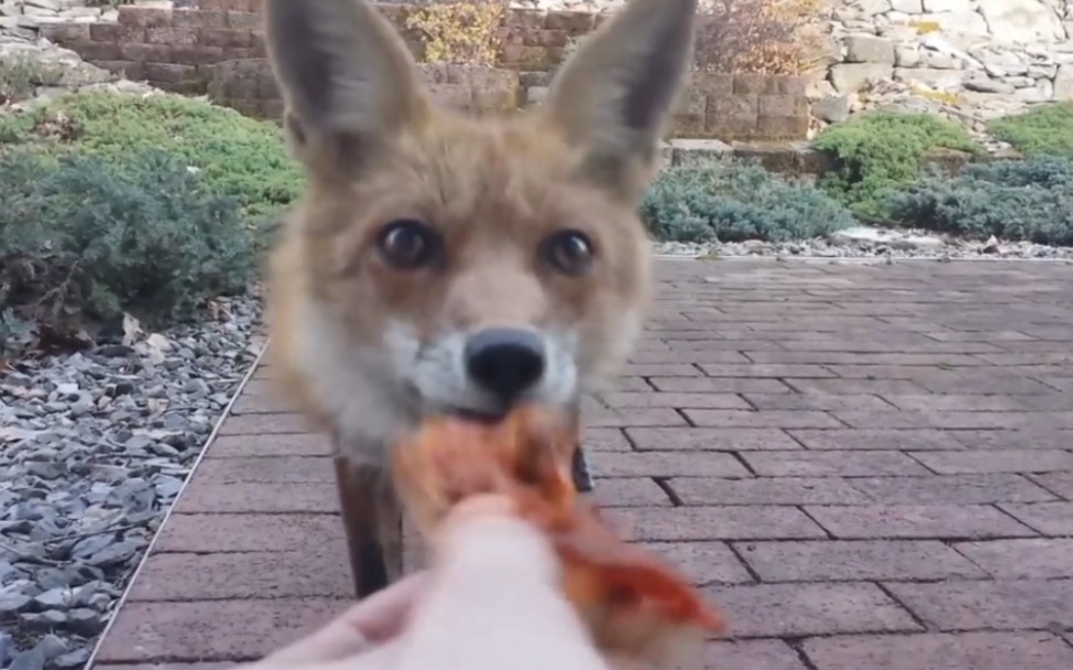 [图]喂野生狐狸食物吃