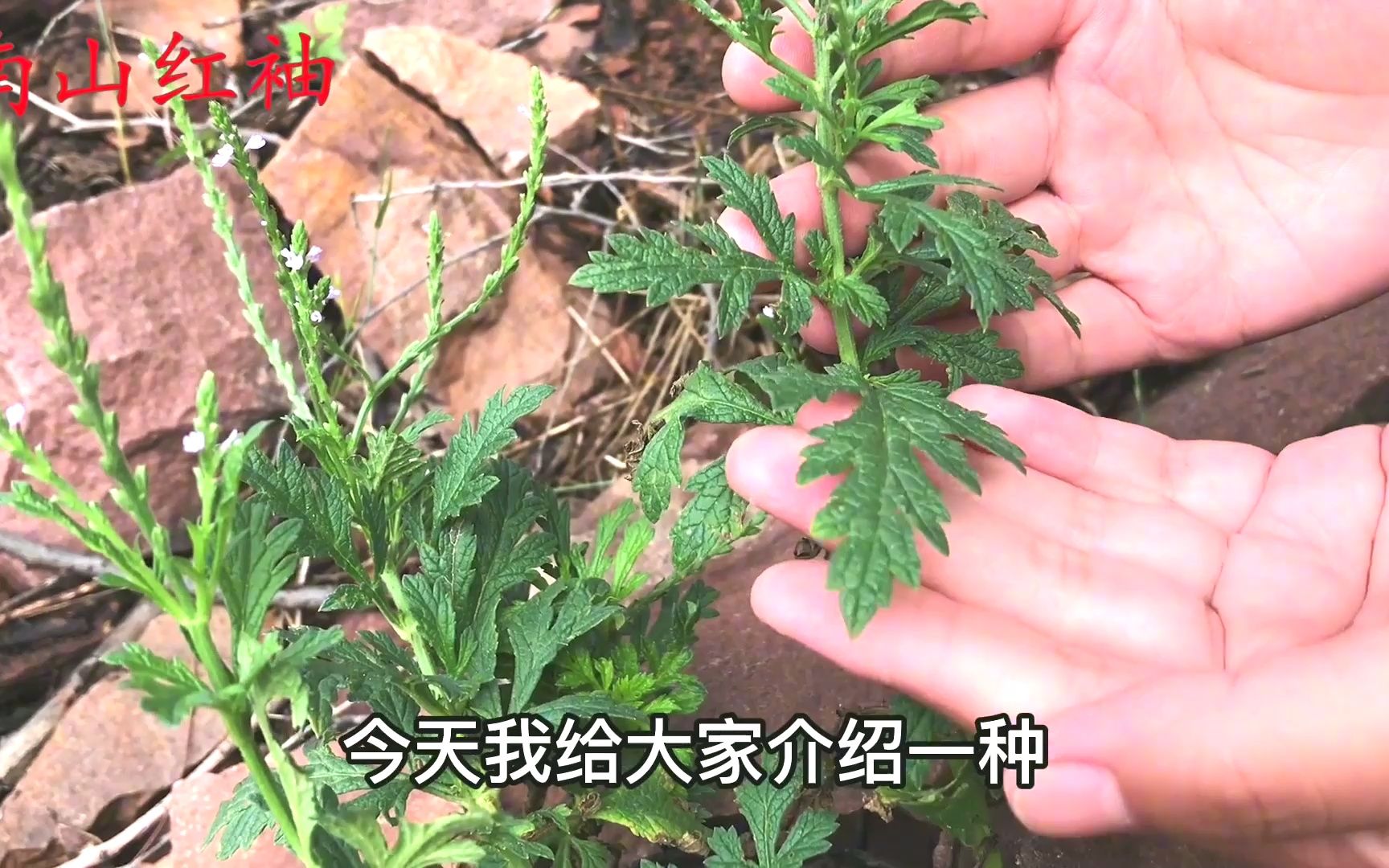 马鞭草人称“接骨草”,看看长啥样?路边遇见别错过哔哩哔哩bilibili