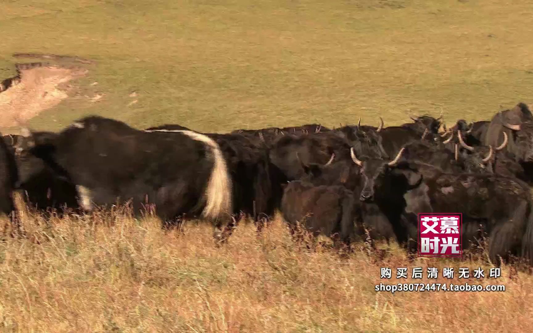 AM06365 甘南牦牛西藏风景 青藏高原雪山天路 民族舞蹈晚会 LED大屏幕背景视频素材哔哩哔哩bilibili