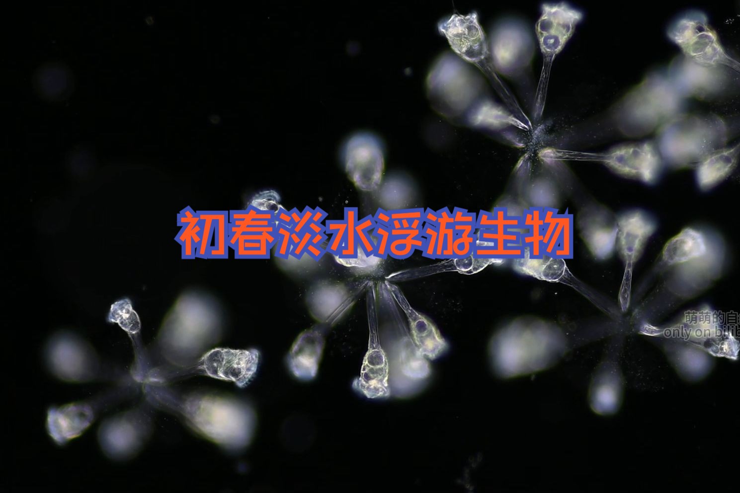 淡水浮游生物混剪初春哔哩哔哩bilibili