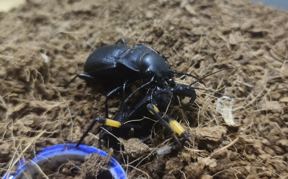 锥步甲收割卡皮白斑猎蝽