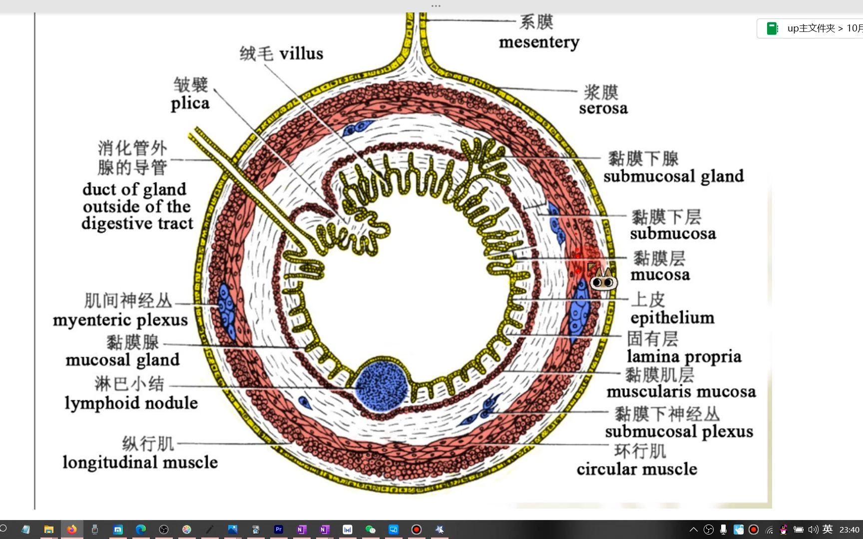结肠解剖结构分层图片