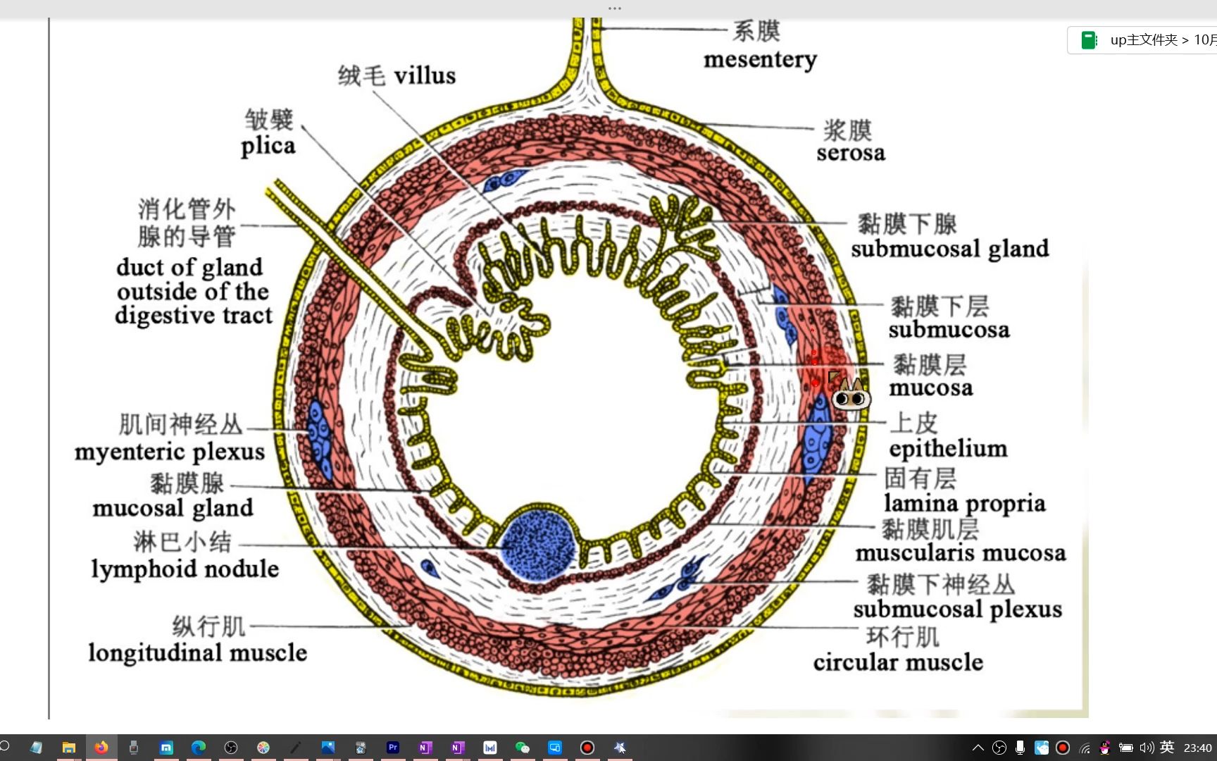 肠壁组织学分层示意图图片