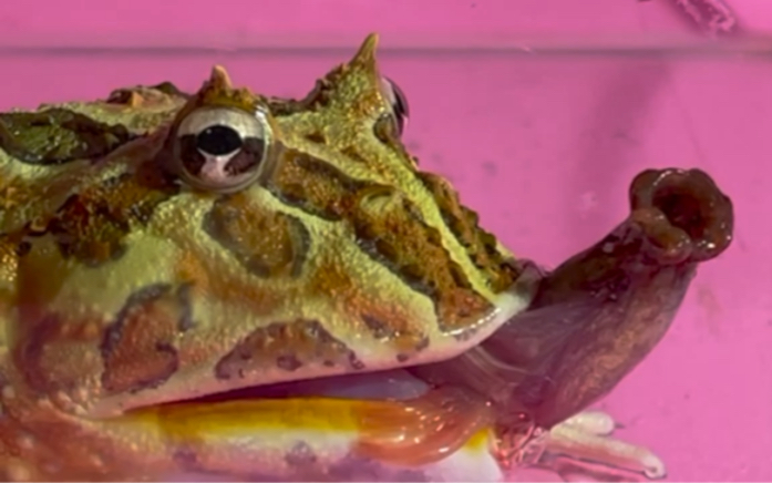 角蛙vs泥鳅,活体喂食,近距离观看!