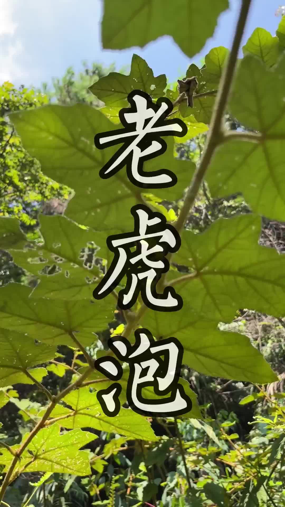 这种青草叫做老虎泡#青草#潮汕#三农#助农